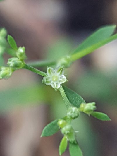 Paronychia baldwinii, photographed by Alex Abair