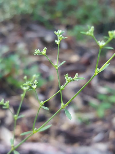 Paronychia baldwinii, photographed by Alex Abair