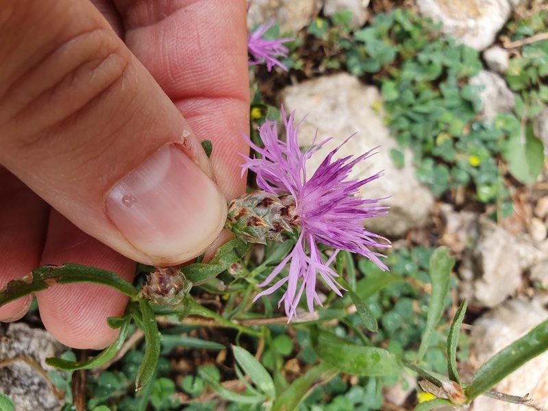 Centaurea alba, photographed by Michael D. Pirie