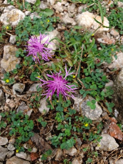 Centaurea alba, photographed by Michael D. Pirie