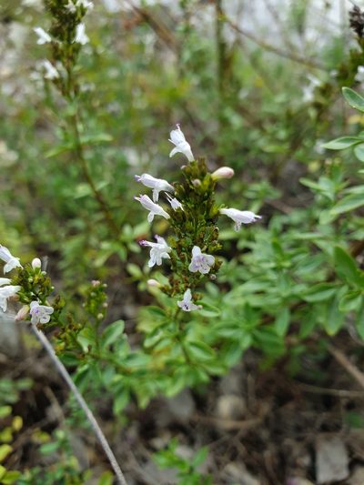 Clinopodium album, photographed by Michael D. Pirie