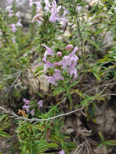 Satureja subspicata, photographed by Michael D. Pirie