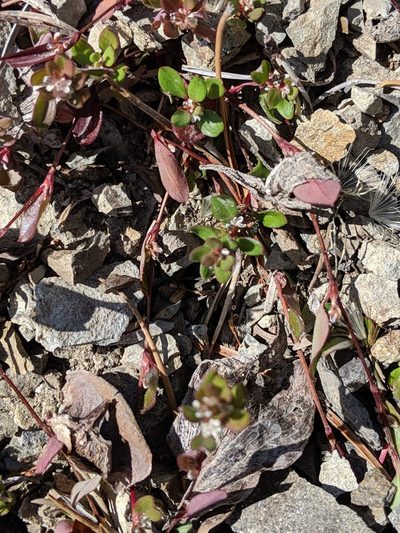 Polygonum minimum, photographed by David Anderson