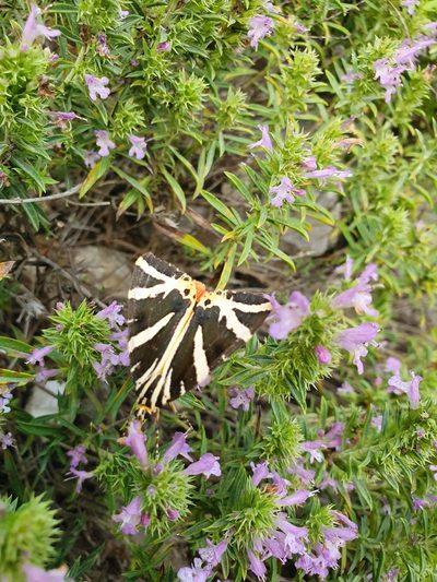 Satureja subspicata, photographed by Michael D. Pirie