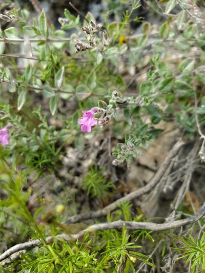 Micromeria croatica, photographed by Michael D. Pirie