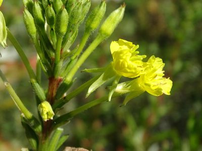 Oenothera oakesiana, photographed by Reuven Martin