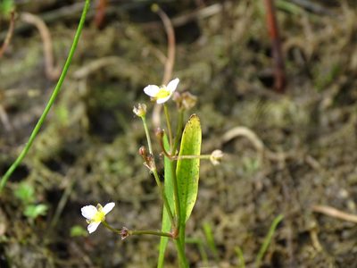 Alisma gramineum, photographed by Reuven Martin