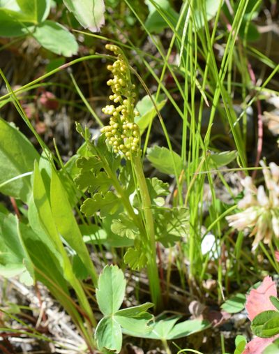 Botrychium pinnatum, photographed by Alison Northup