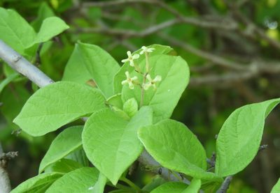 Guettarda elliptica, photographed by Francisco Farriols Sarabia