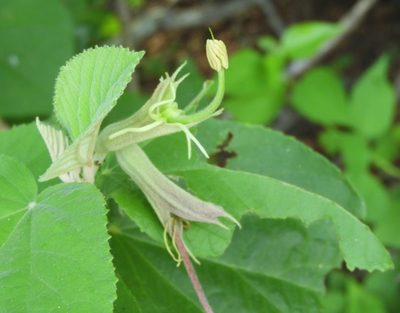 Helicteres baruensis, photographed by Francisco Farriols Sarabia