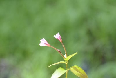 Epilobium hornemannii, photographed by Alison Northup
