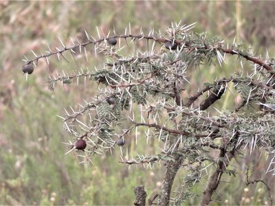 Vachellia drepanolobium, photographed by Annika Lindqvist
