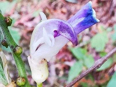 Canavalia septentrionalis, photographed by Adriana Nelly Correa Sandoval