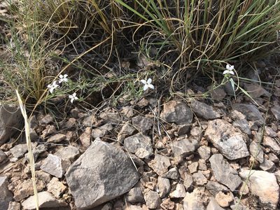 Houstonia acerosa, photographed by Cecelia Alexander