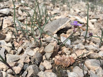 Tradescantia wrightii, photographed by Cecelia Alexander
