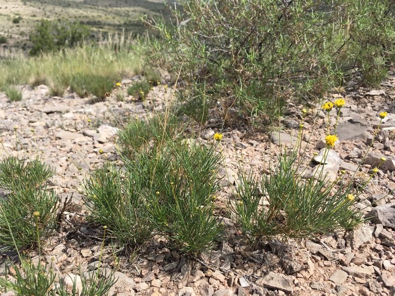 Thelesperma longipes, photographed by Cecelia Alexander