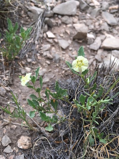 Chamaesaracha pallida, photographed by Cecelia Alexander