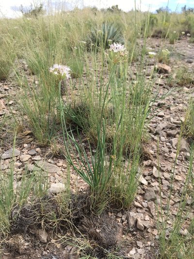 Allium longifolium, photographed by Cecelia Alexander