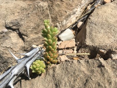 Sedum wrightii, photographed by Cecelia Alexander