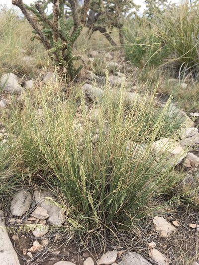 Bouteloua warnockii, photographed by Cecelia Alexander