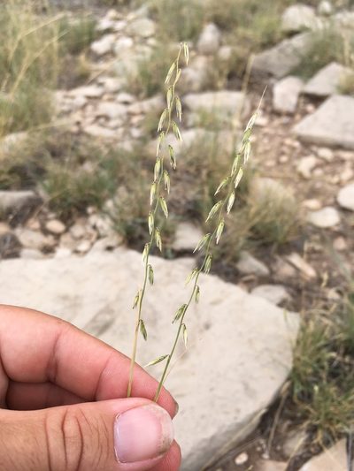 Bouteloua warnockii, photographed by Cecelia Alexander