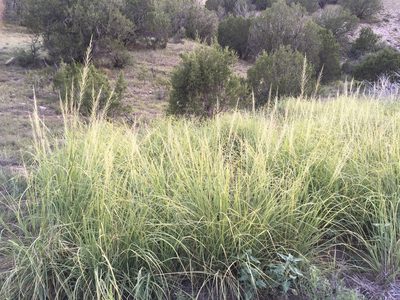 Sporobolus wrightii, photographed by Cecelia Alexander