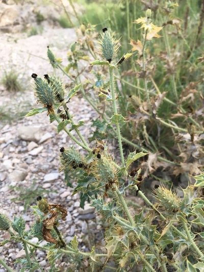 Argemone squarrosa, photographed by Cecelia Alexander
