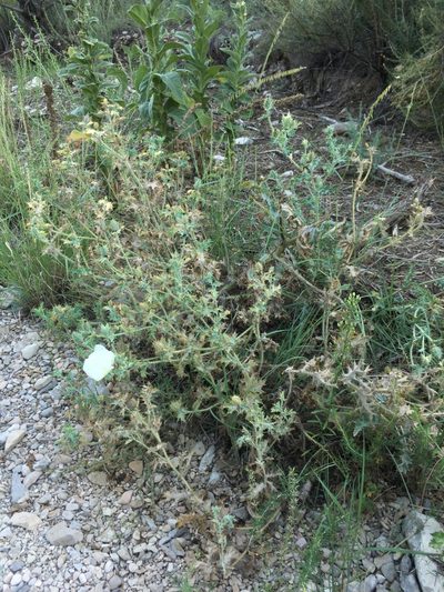 Argemone squarrosa, photographed by Cecelia Alexander