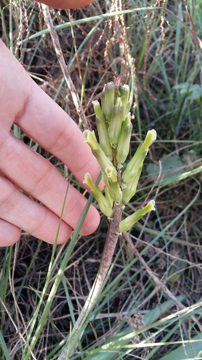 Lachenalia algoensis, photographed by Karen Eichholz