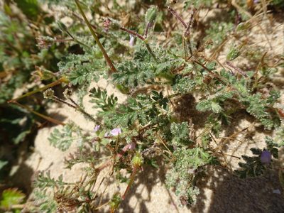 Erodium lebelii, photographed by Robert H. Wardell