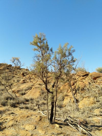 Hakea divaricata, photographed by SJM McFish