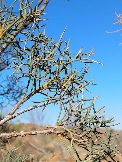 Hakea divaricata, photographed by SJM McFish