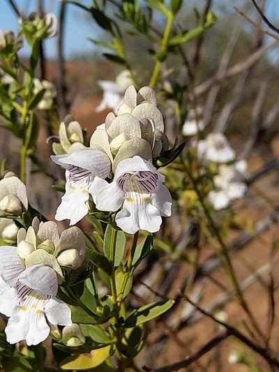Prostanthera striatiflora, photographed by SJM McFish