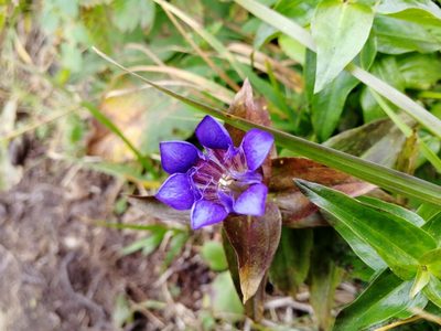 Gentiana dschungarica, photographed by Kseniya Atuchina