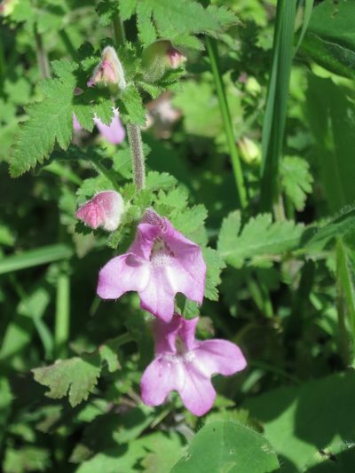 Phtheirospermum japonicum, photographed by Repina Tatyana