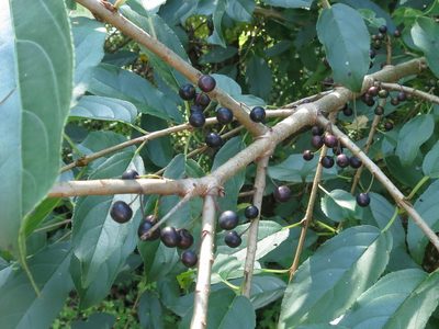 Rhamnus ussuriensis, photographed by Repina Tatyana