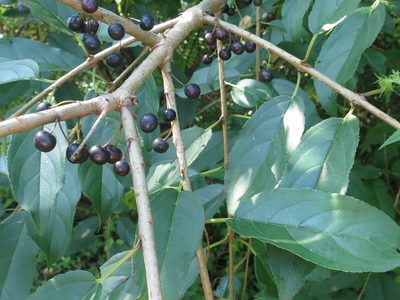 Rhamnus ussuriensis, photographed by Repina Tatyana