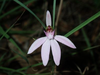Caladenia quadrifaria, photographed by Thomas Mesaglio