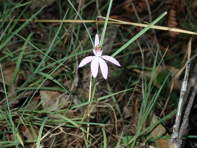 Caladenia quadrifaria, photographed by Thomas Mesaglio