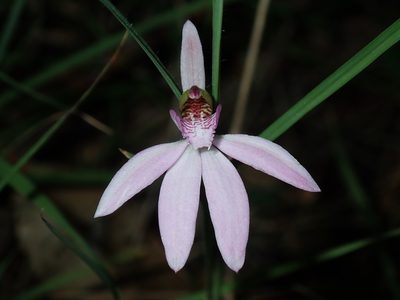 Caladenia quadrifaria, photographed by Thomas Mesaglio