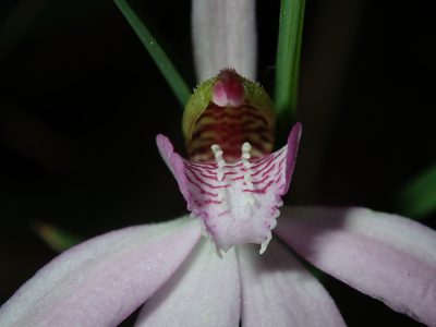 Caladenia quadrifaria, photographed by Thomas Mesaglio