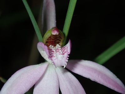 Caladenia quadrifaria, photographed by Thomas Mesaglio
