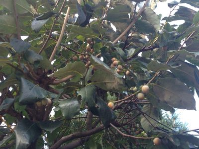 Diospyros lotus, photographed by Kim, Hyun-tae