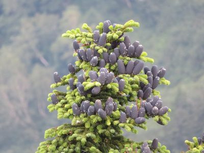 Abies mariesii, photographed by Marco Mussita