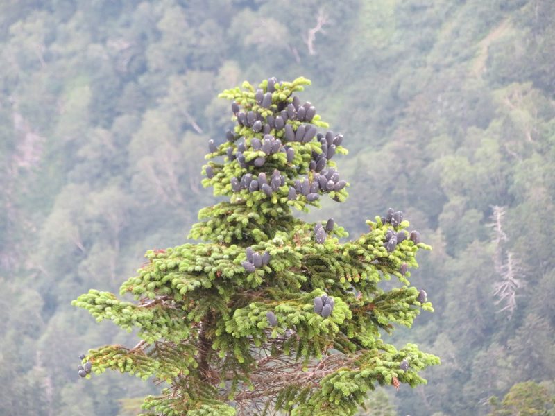 Abies mariesii, photographed by Marco Mussita