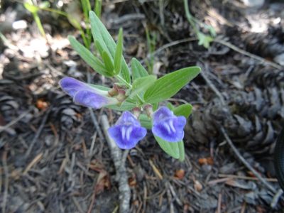 Scutellaria brittonii, photographed by Thomas Koffel