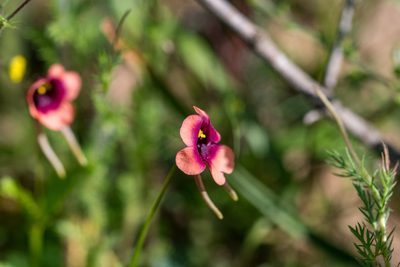 Diascia longicornis, photographed by magriet b