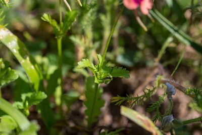 Diascia longicornis, photographed by magriet b