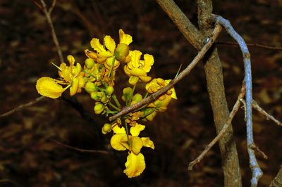 Senna singueana, photographed by i_c_riddell