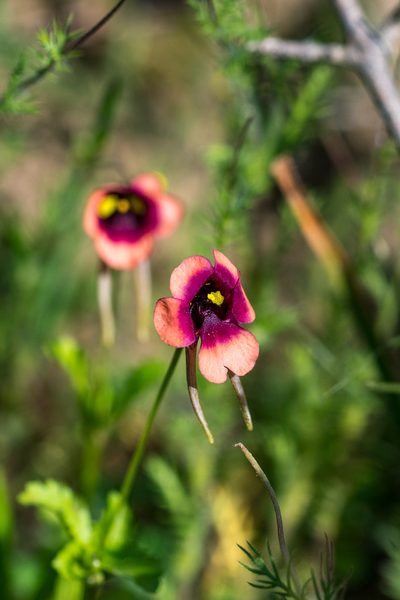 Diascia longicornis, photographed by magriet b